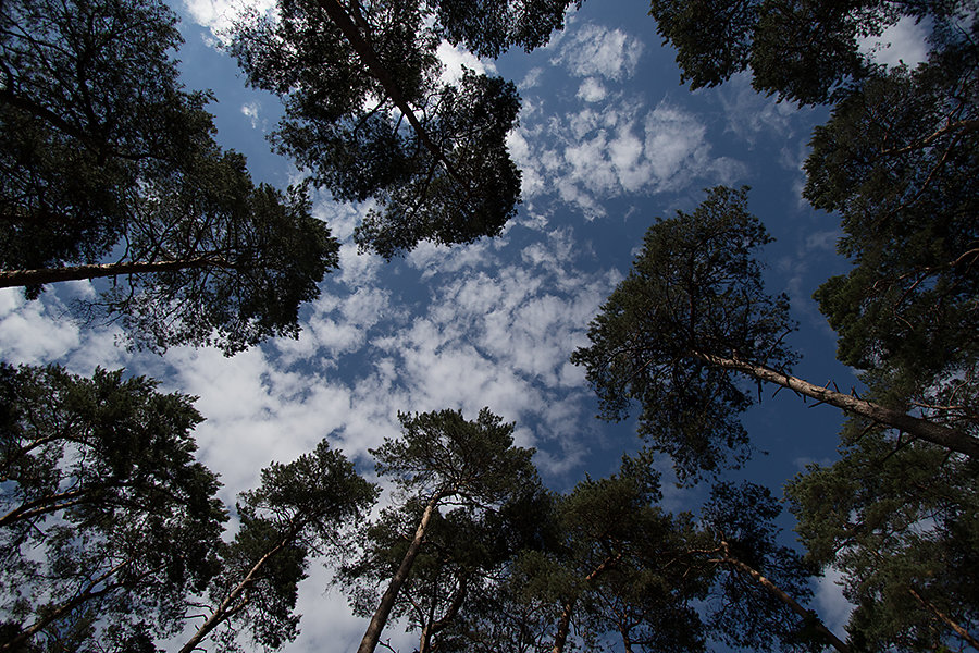 Vers le haut