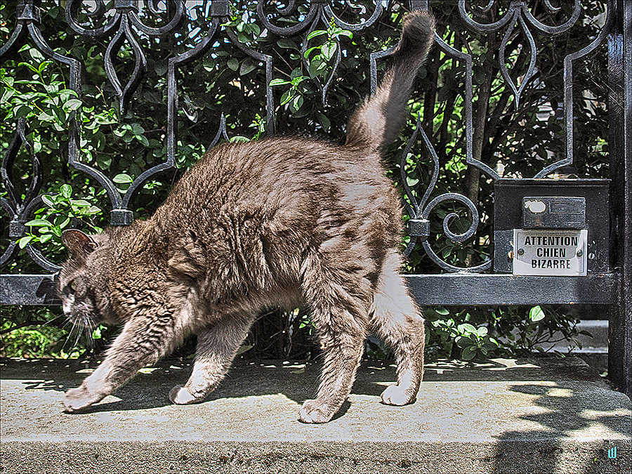 William - Strange Cat