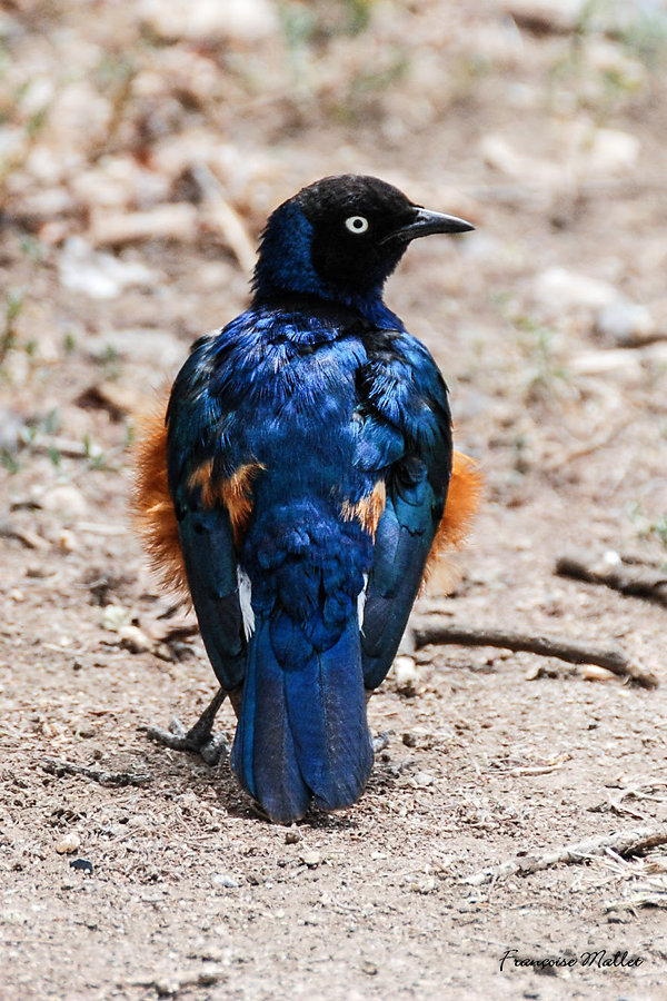 Françoise - L'oiseau bleu