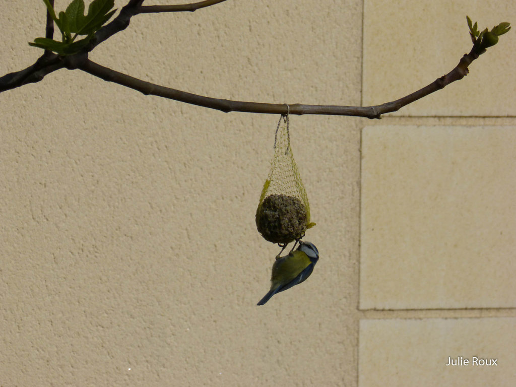 Julie - Sous la branche