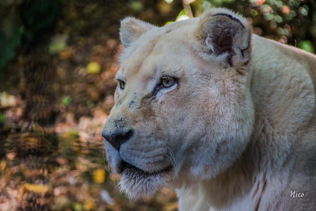 Nicole - La lionne