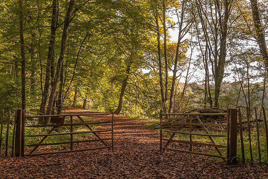 Sur le chemin