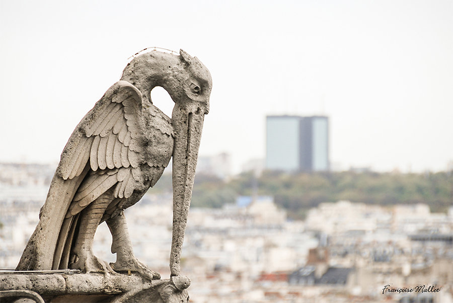 Françoise - Stone bird