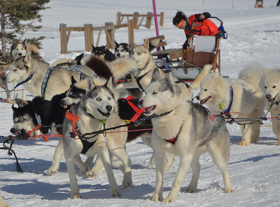 Richard - Huskies