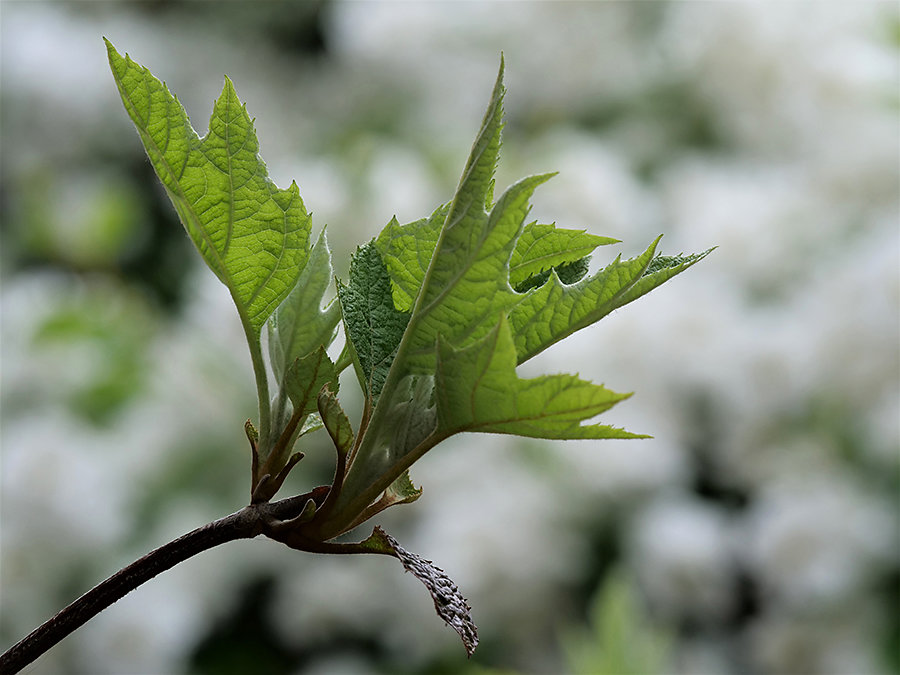 Le Printemps