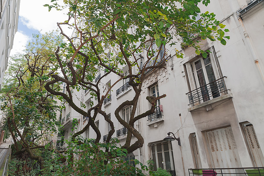 Un bel arbre